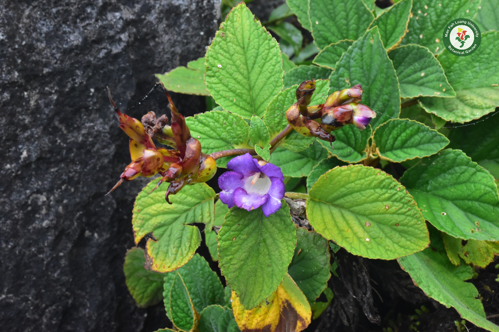 นครินทรา