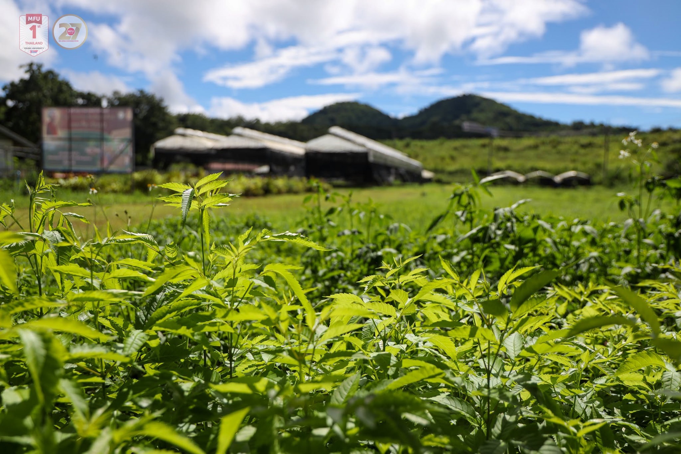 MFU News : Free_Tree_Seedlings_for_Tan_Ha_Day_2026__10_.jpg