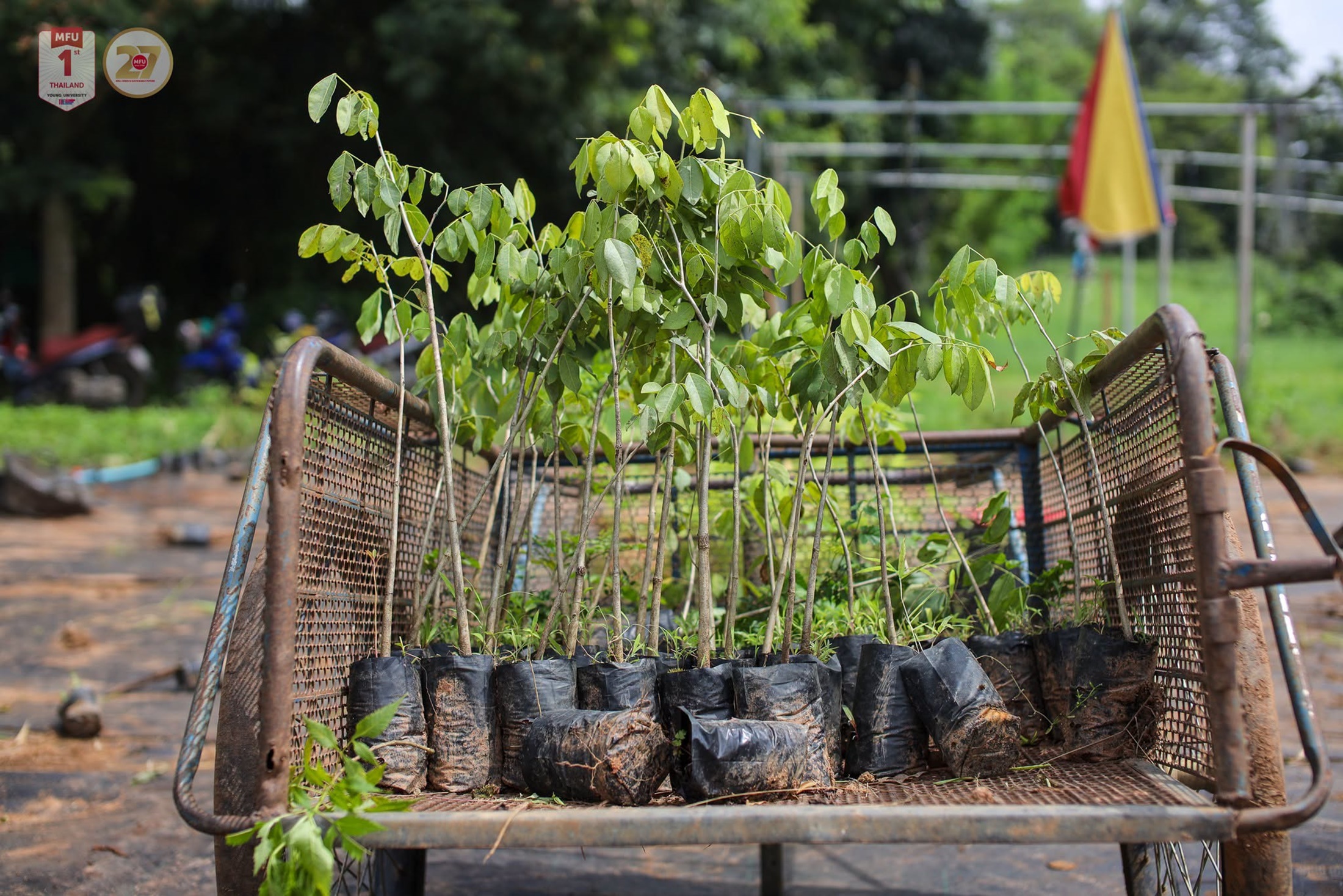 MFU News : Free_Tree_Seedlings_for_Tan_Ha_Day_2026___12_.jpg