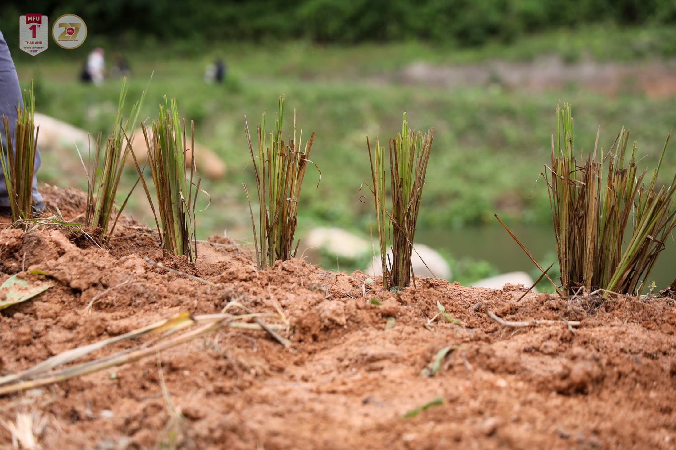 MFU News : MFU_Partners_Nang_Lae_Plant_Trees__11_.jpg